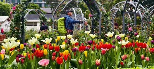 #士林官邸 #鬱金香 #碧山巖 #椿寒櫻 #國父紀念館 #八重櫻 3/5 #三層崎 #嗄嘮別 3/63010410