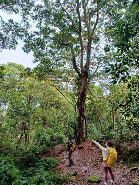 【苗栗大湖】山頂展望佳等到雲海。 馬那邦山登山步道2806820