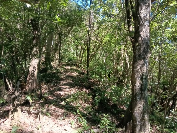 雙溪區中坑東山去回+林厝前荷花2877658