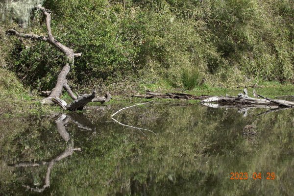 南投 仁愛 武法奈尾山2133770