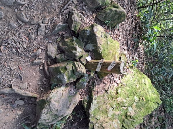 新竹十八尖山，飛鳳山，觀日坪，五指山，鵝公髻山步道3132039