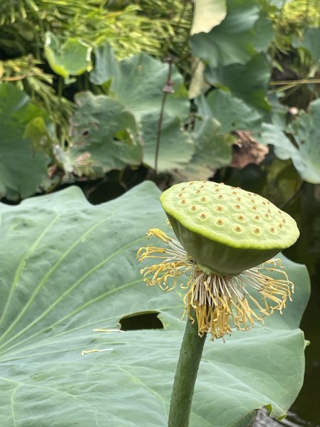 陽明山六瀑連走2877723