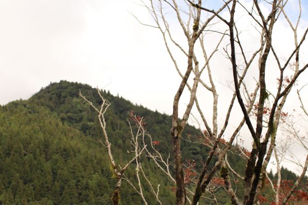 太平山檜木原始林步道183102