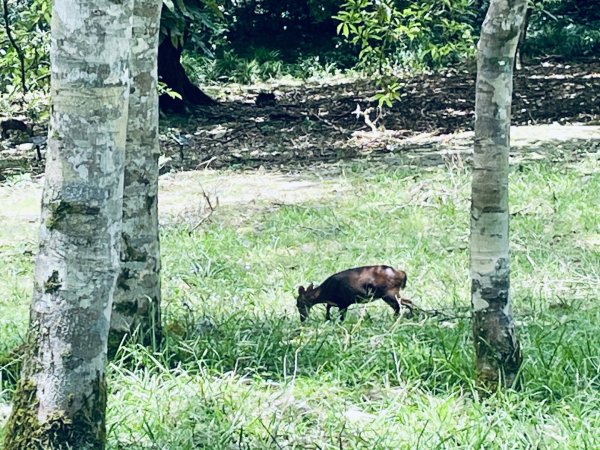 20260727 宜蘭福山植物園3111128