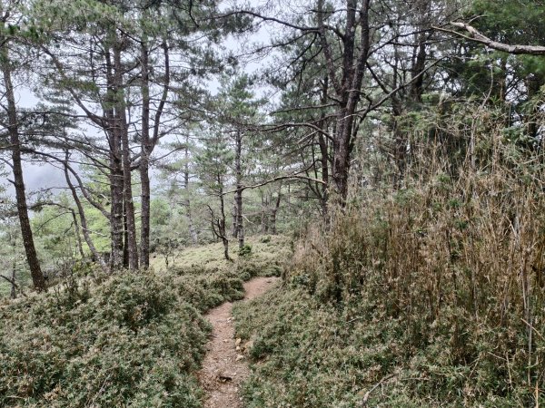 [玉山尋寶任務-08/12] 2025_0824 鹿林山步道_鹿林前山2870906