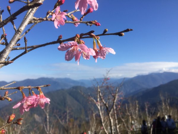 20220203高雄二集團櫻花公園順登二集團山1603607