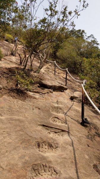 內湖金面山步道890430