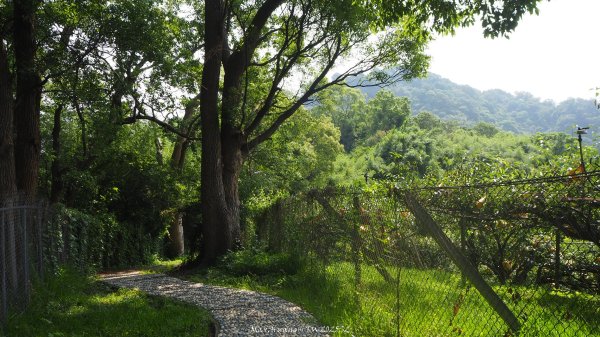《台中》貓仔龍貓｜后里鳳凰山觀音山登山步道O繞202505042777237