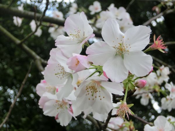 陽明公園．大屯瀑布．青春嶺273173