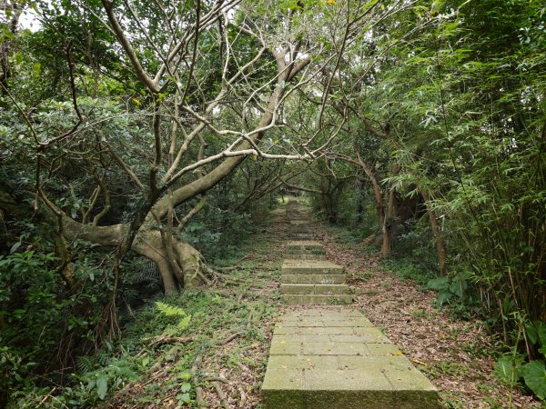 [淡蘭古道] 2026_0531 北路第一段_琉榔路步道3070554