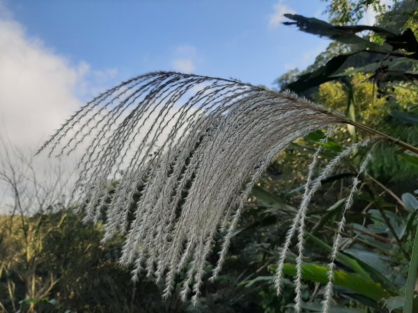 粉粉三色櫻、木蓮花、山茶花爭奇鬥艷814412