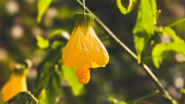 【蛇年走春】高雄桃源 • 世外桃源2700219