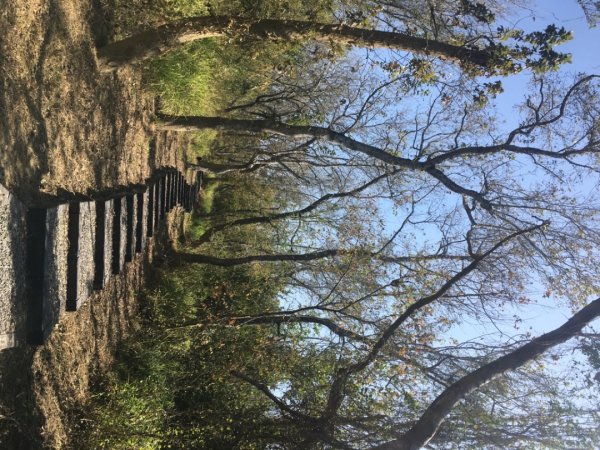 關廟森林公園、天空步道2423622