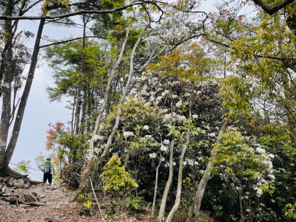 1110424鳶嘴稍來步道杜鵑花1690141