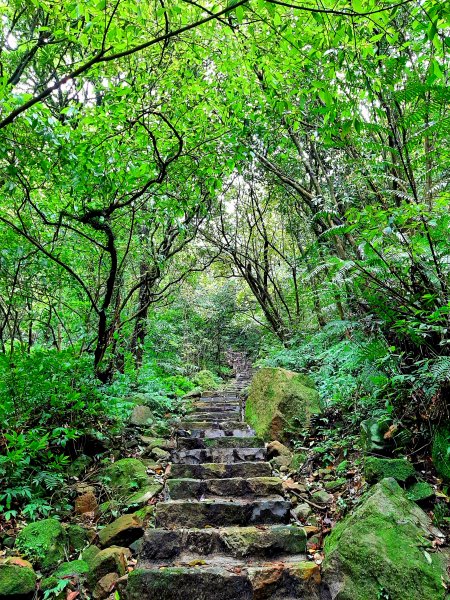 走遍陽明山：擎天崗系｜迷霧中的草原祕境、古道幽境2123767