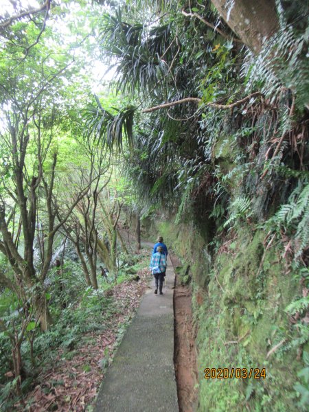 紅淡山步道907481