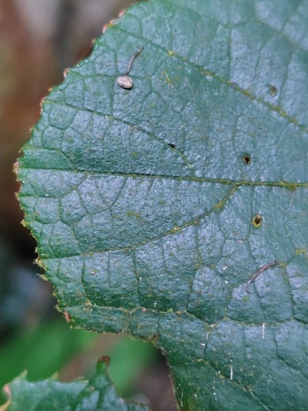 鳳鳴古道 鳳鳴山 南隘勇（南長城）古道 三湖山 八達嶺（龍骨）古道 綠色古道 延平古道2975126