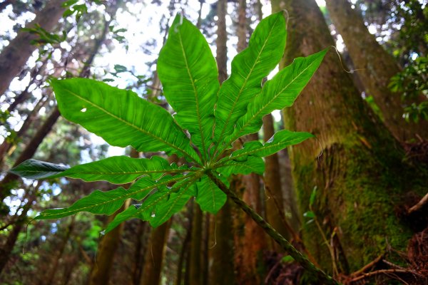 加里山縱走虎山967969