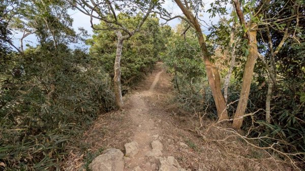 竹仔尖山步道3002522