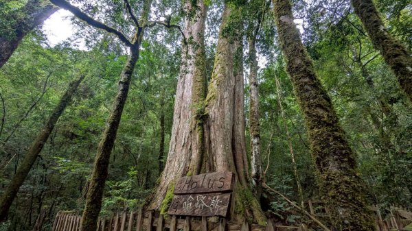 鎮西堡巨木步道群 (B區)