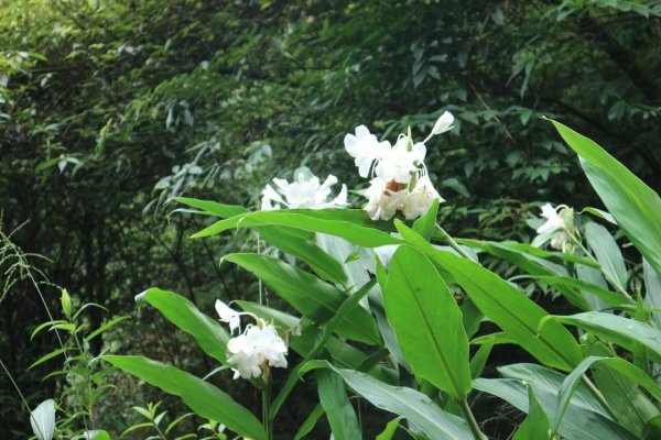 〔新店〕銀河洞越嶺步道 待老坑山 貓空  樟湖步道，繞8字路線2316863