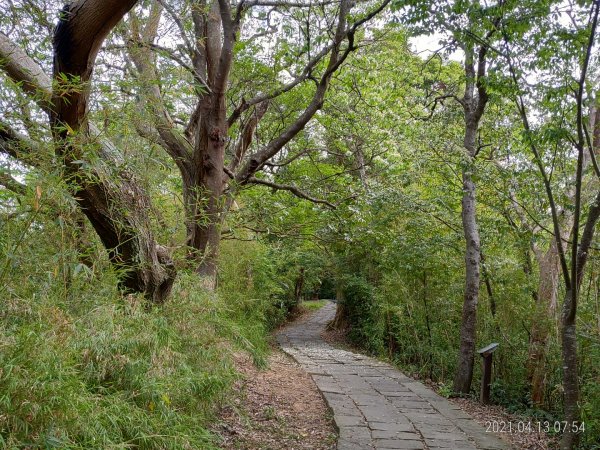 [新竹芎林]飛鳳山~芎蕉窩山...大板根1348039