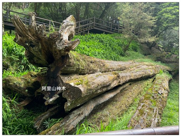 阿里山神木群棧道2771612