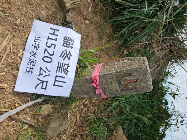 大崙山銀杏森林2966093