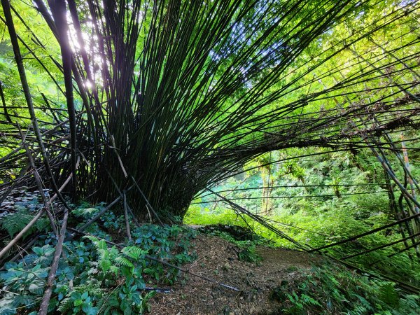 小百岳No.17⛰二格山2895560