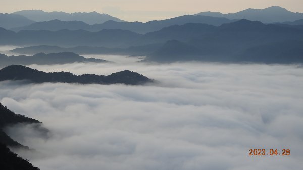 新店四十份/翡翠水庫壩頂日出雲海+松月櫻關山櫻日本紅楓西施花桐花2131237