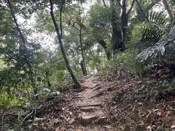 [微笑山線_第五段] 2025_0705 天上山系_南勢角山2830447