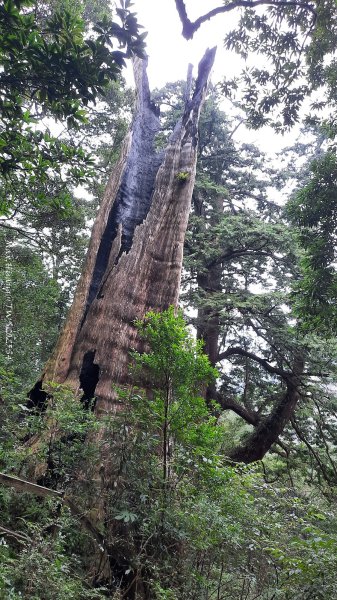 《新竹》斷崖神木｜北得拉曼步道小P繞202510172917570