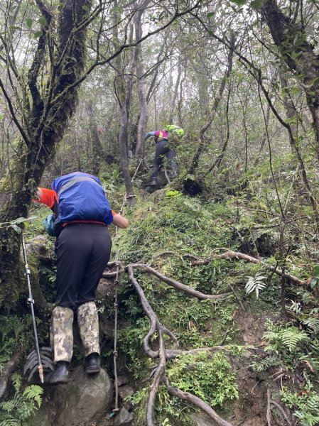 卡保逐鹿山毛欅2935509