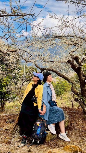 🌈1/17（六）蔡家古厝賞梅×梅子夢工廠×車埕老街✨FB：熊熊趴爬走🌈2983946