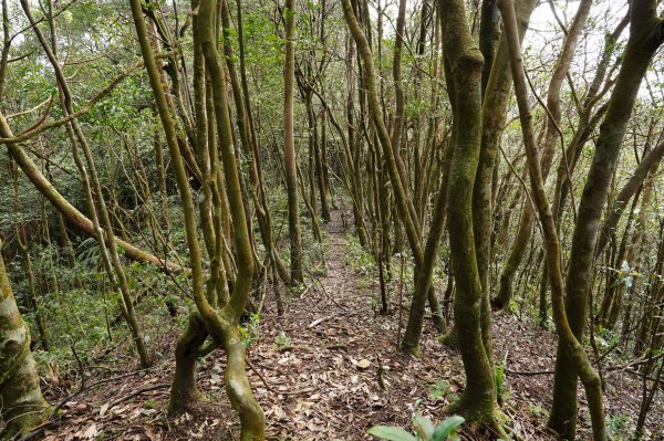 新北 烏來 大桶山、火燒樟山2728788