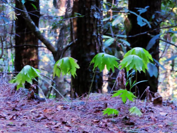 如童話般的森林步道-武陵桃山瀑布步道1190808