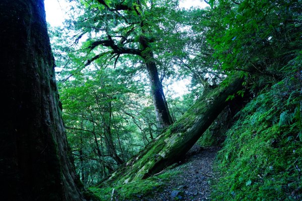 桃園 復興 達觀山、拉拉山3101831