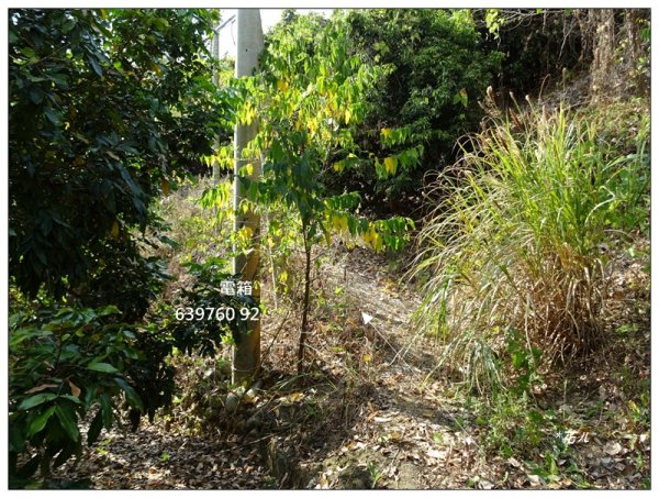 東南坑山(台中-太平)1279626