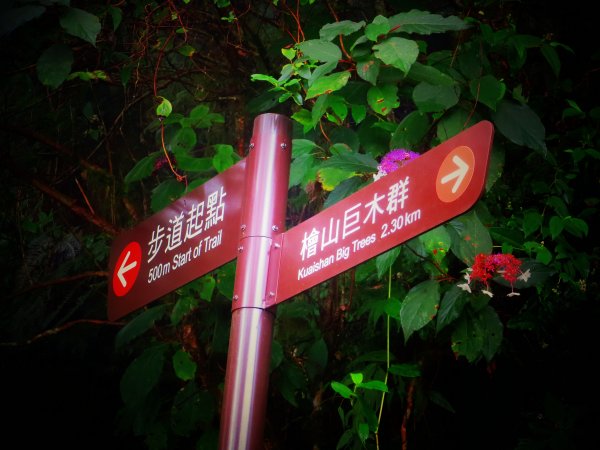 【新竹】觀霧迷幻森林：檜山巨木群步道1111939