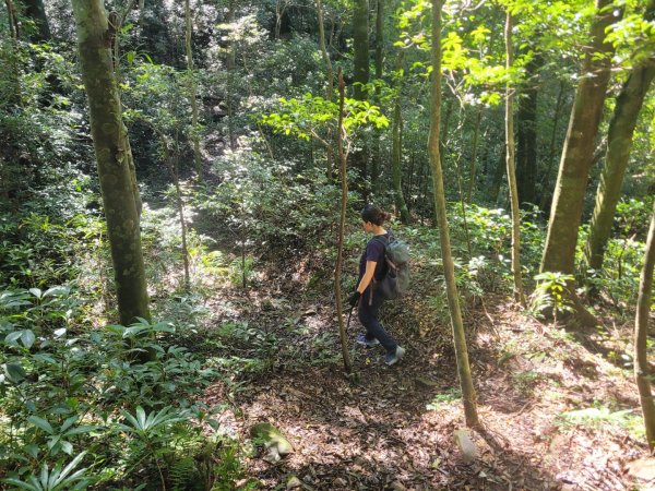 20230812 志繼山 東眼山 拉卡山 卡外山  東眼四瞳 東眼山國家森林遊樂區2245963