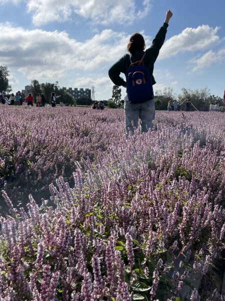 【桃園】紫爆來襲！戀戀仙草花1541366