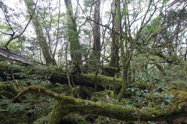 塔曼山，玫瑰西魔山 106.5.7(日)128636