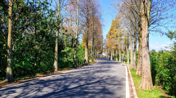 落羽松大道,龍潭大池2976181