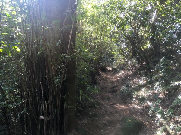 2021.02.23 天元宮-〖山仔頂步道〗【向天池山】-向天池【向天山】【面天山】-二子坪1676561