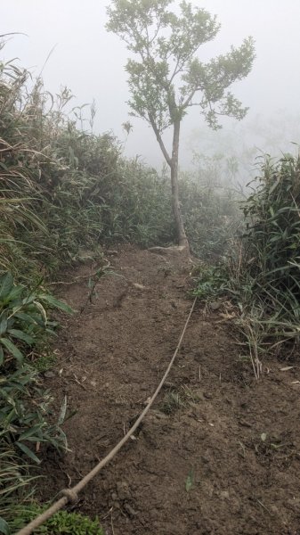 抹茶山 三角崙山2092464