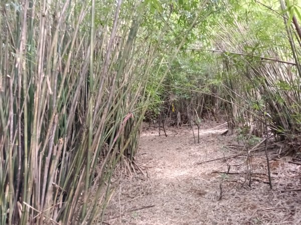 貢寮區新厝山+澳底尖(火炎山)+美艷山+金沙灣2989683