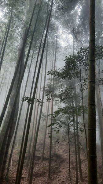 《南投》忘憂森林｜嶺頭山及金柑樹山O繞(留龍頭起登)202303182076826