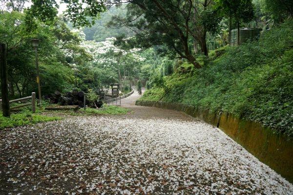 鳴鳳山古道賞桐趣封面