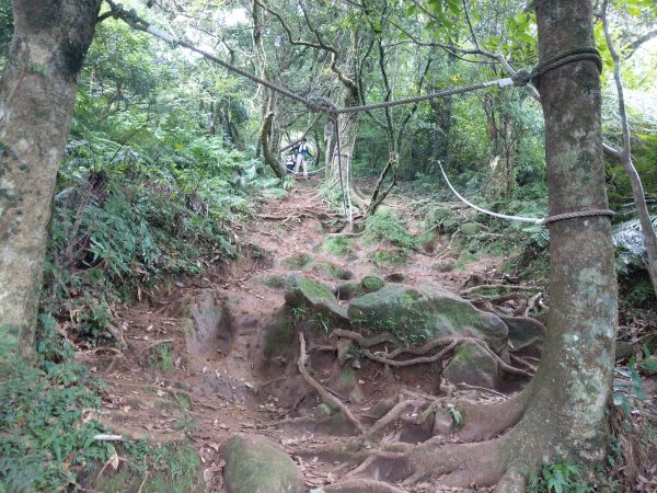 《百大必訪步道》大屯群峰步道(大屯主、南、西峰連走)1474516