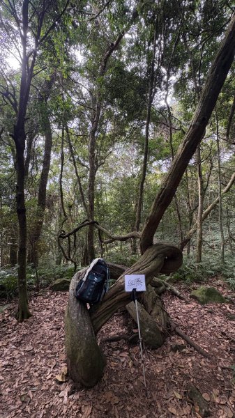 鵝黃色的優雅2960204